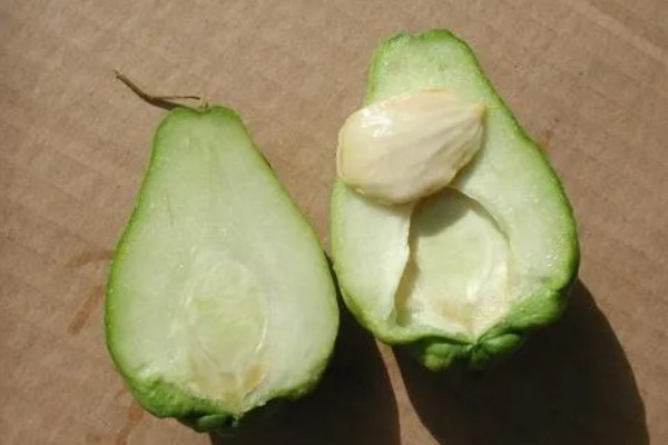 佛手瓜如何种植，通常4月下旬露地直播