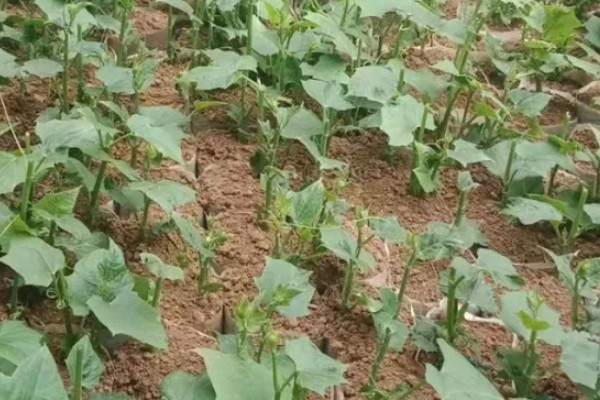 佛手瓜如何种植，通常4月下旬露地直播