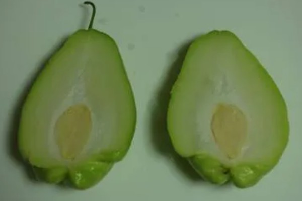 佛手瓜如何种植，通常4月下旬露地直播