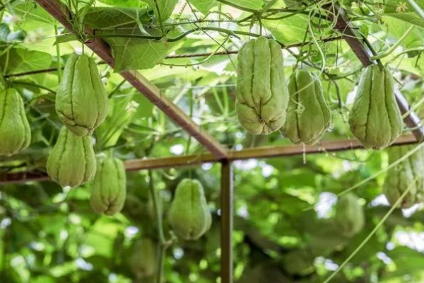 佛手瓜如何种植，通常4月下旬露地直播