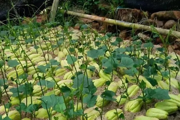 佛手瓜如何种植，通常4月下旬露地直播