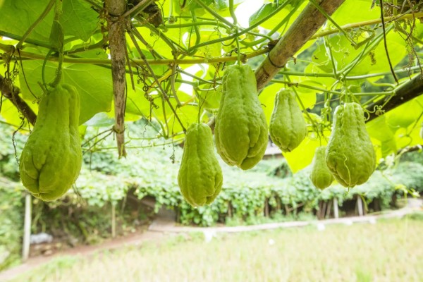 佛手瓜如何种植，通常4月下旬露地直播