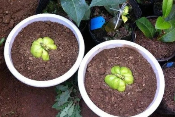 佛手瓜如何种植，通常4月下旬露地直播