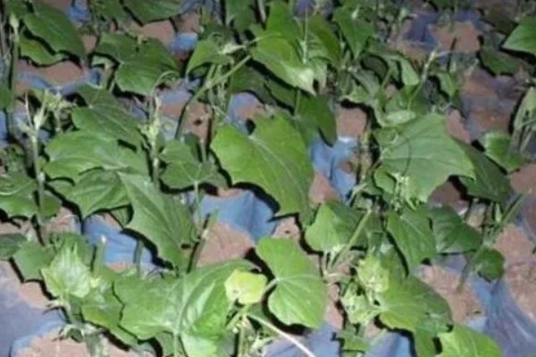 佛手瓜如何种植，通常4月下旬露地直播