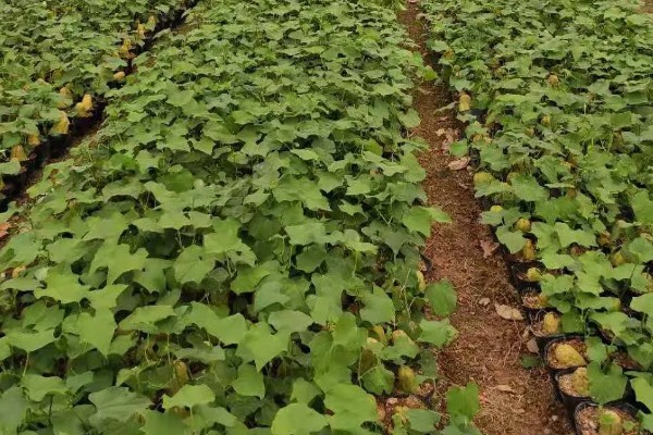 佛手瓜如何种植，通常4月下旬露地直播