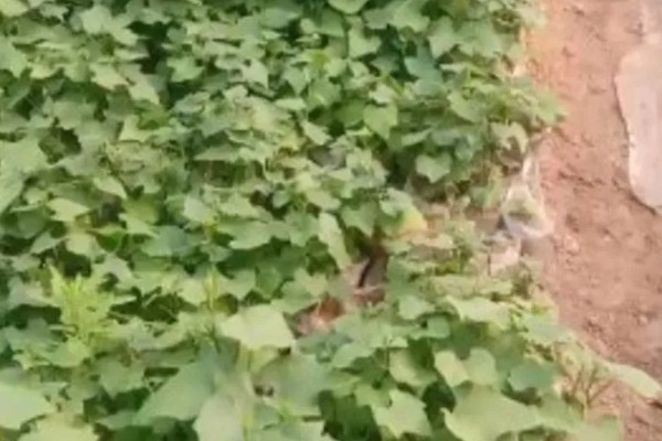 佛手瓜如何种植，通常4月下旬露地直播