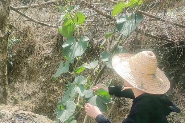 佛手瓜如何种植，通常4月下旬露地直播