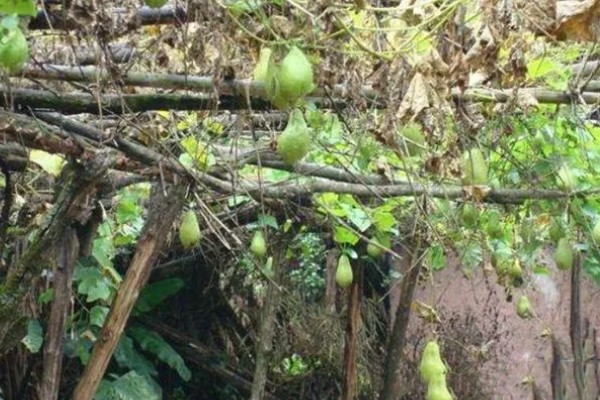 佛手瓜如何种植，通常4月下旬露地直播