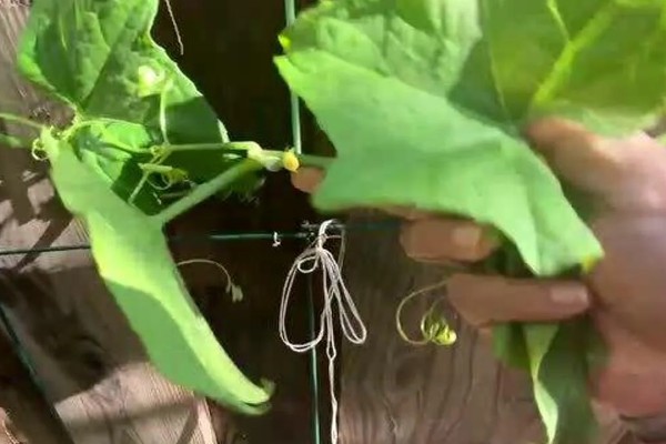 佛手瓜如何种植，通常4月下旬露地直播