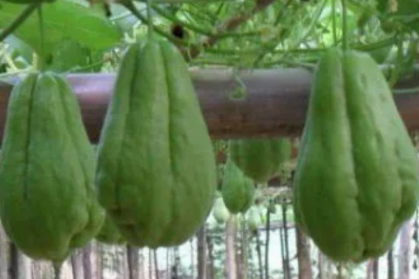 佛手瓜如何种植，通常4月下旬露地直播