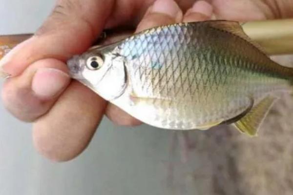 1号秋田狐钩能不能钓鳑鲏,能钓鳑鲏