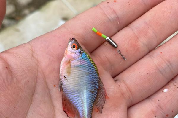 1号秋田狐钩能不能钓鳑鲏,能钓鳑鲏