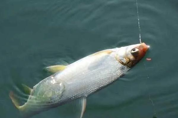 1号秋田狐钩能不能钓鳑鲏,能钓鳑鲏