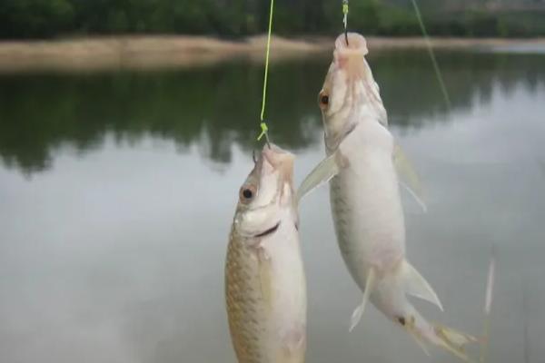 1号秋田狐钩能不能钓鳑鲏,能钓鳑鲏