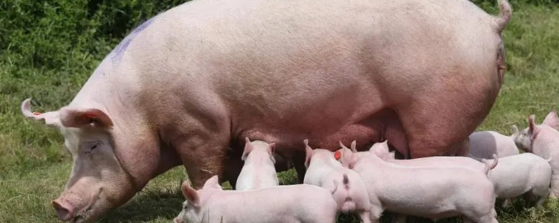 母猪乳房炎症肿块的治疗方法，脓肿成熟后要切开排脓