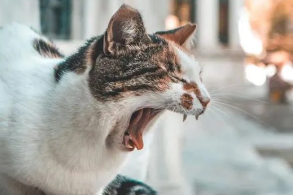 如何预防猫咪感染猫鼻支，可补充一些赖氨酸