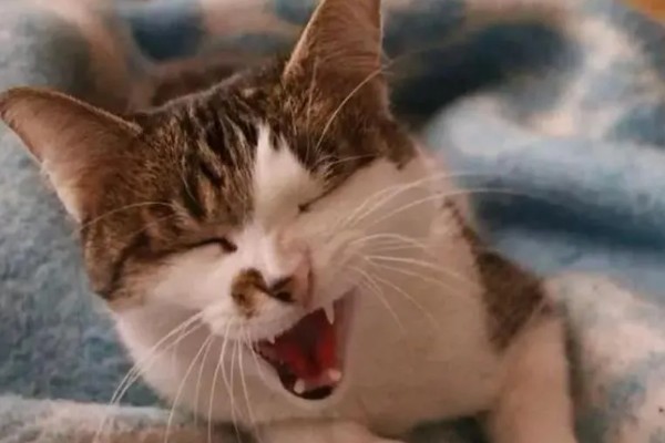 如何预防猫咪感染猫鼻支，可补充一些赖氨酸