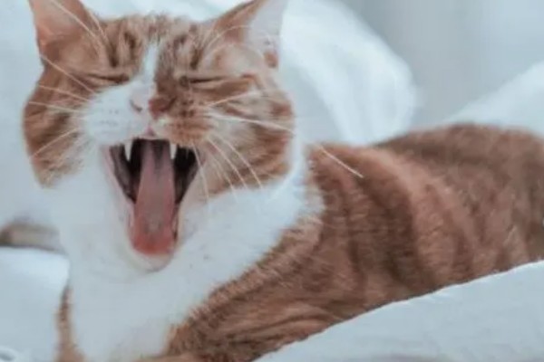 如何预防猫咪感染猫鼻支，可补充一些赖氨酸
