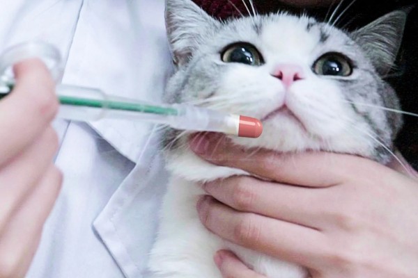 如何预防猫咪感染猫鼻支，可补充一些赖氨酸