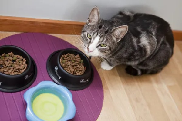 如何预防猫咪感染猫鼻支，可补充一些赖氨酸