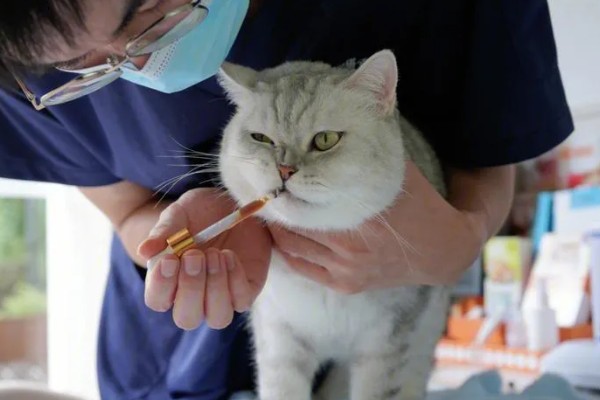 如何预防猫咪感染猫鼻支，可补充一些赖氨酸