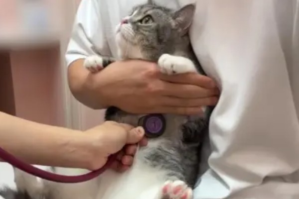 如何预防猫咪感染猫鼻支，可补充一些赖氨酸