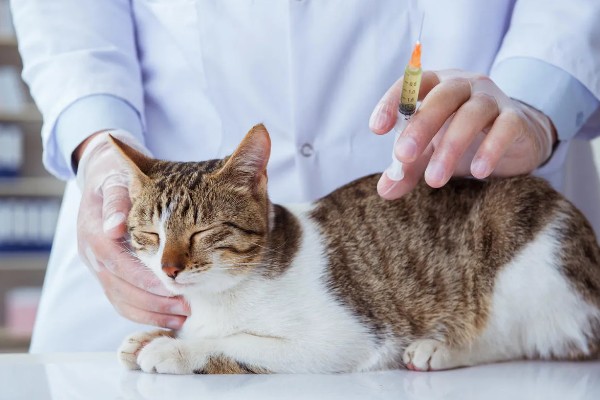 如何预防猫咪感染猫鼻支，可补充一些赖氨酸