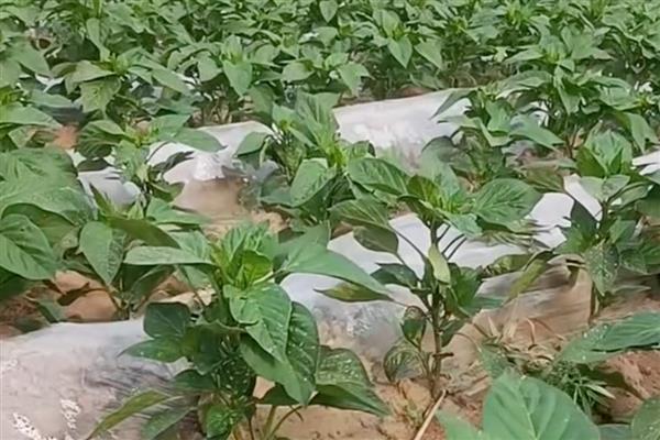 辣椒是喜水还是喜欢旱地，既不耐旱也不耐涝