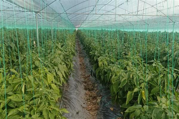辣椒是喜水还是喜欢旱地，既不耐旱也不耐涝