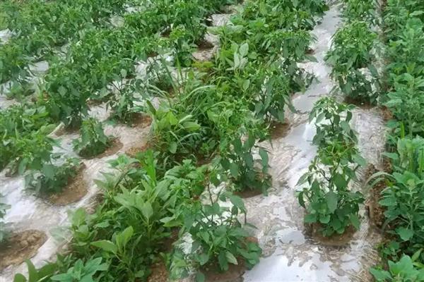 辣椒是喜水还是喜欢旱地，既不耐旱也不耐涝