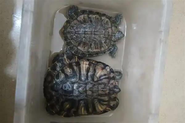 草龟冬眠什么时候结束，在第二年的二到四月份结束