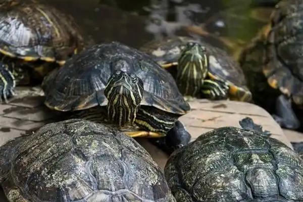 草龟冬眠什么时候结束，在第二年的二到四月份结束