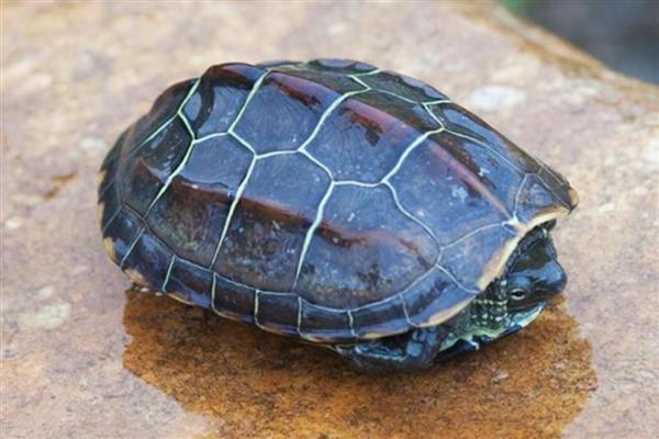 草龟冬眠什么时候结束，在第二年的二到四月份结束