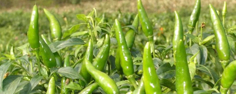 指天椒螨类的危害特点，集中在辣椒幼嫩部分刺吸为害