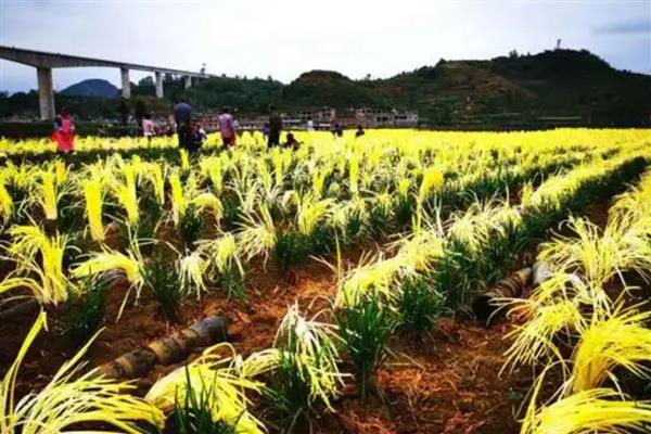 种植韭黄的施肥方法，需遵循薄肥勤施的原则
