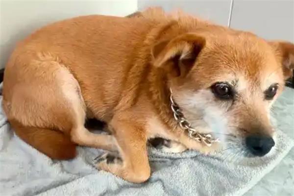 犬中暑的症状，会出现食欲下降、精神萎靡等症状