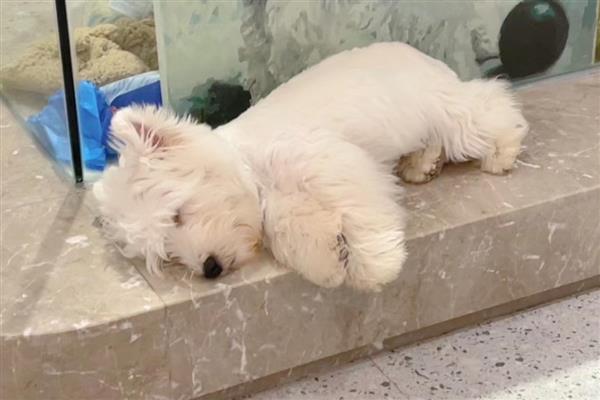 犬中暑的症状，会出现食欲下降、精神萎靡等症状