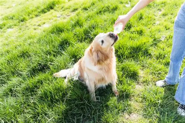 犬中暑的症状，会出现食欲下降、精神萎靡等症状
