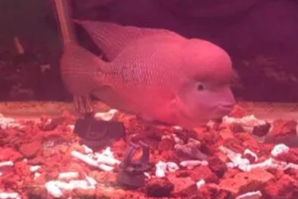 红马罗汉鱼好不好养，饲养难度不大