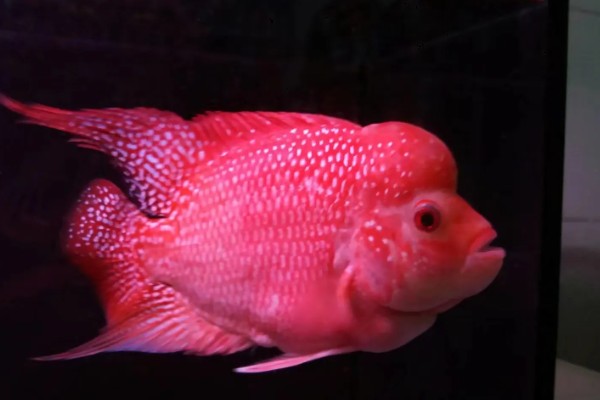 红马罗汉鱼好不好养，饲养难度不大