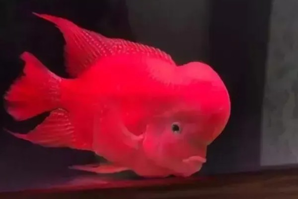 红马罗汉鱼好不好养，饲养难度不大