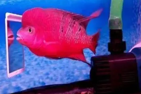 红马罗汉鱼好不好养，饲养难度不大