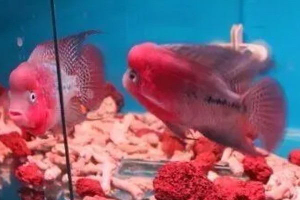 红马罗汉鱼好不好养，饲养难度不大