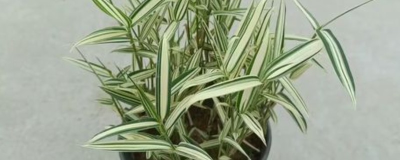 高度不超过2米的竹子品种，有菲白竹、佛肚竹等