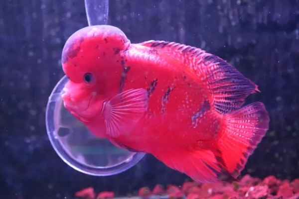 红马罗汉鱼好不好养，饲养难度不大