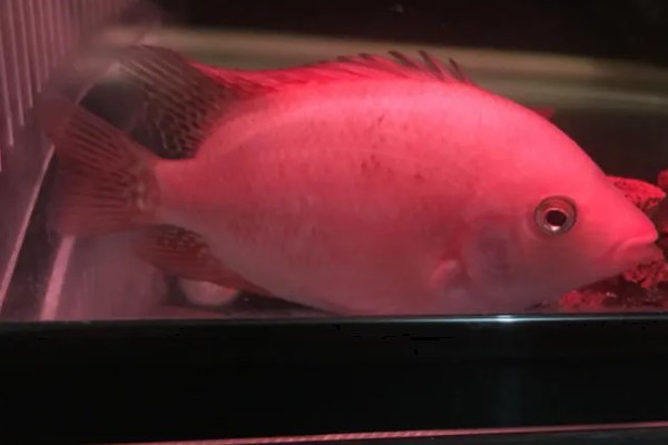 红马罗汉鱼好不好养，饲养难度不大