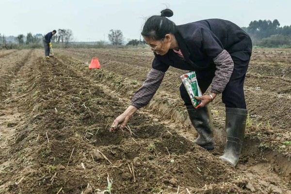 玉米播种后多久成熟，春播通常需要80-100天