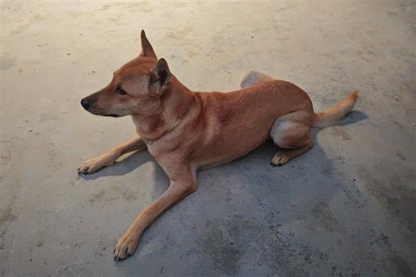 犬中暑的症状，会出现食欲下降、精神萎靡等症状