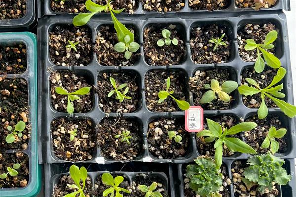 花卉种子的种植方法，播种前用冷水或温水浸种