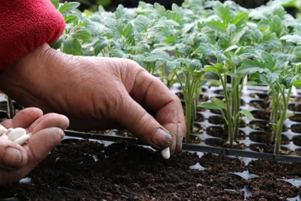 花卉种子的种植方法，播种前用冷水或温水浸种